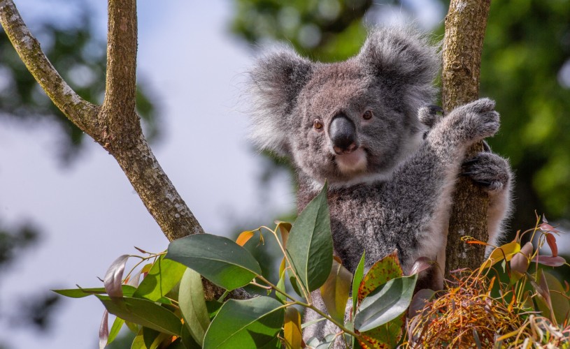 Koalas at Longleat